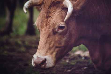 animal bull cattle close up